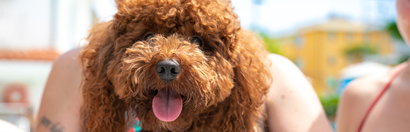 Hôtels pour chiens à Viserbella di Rimini